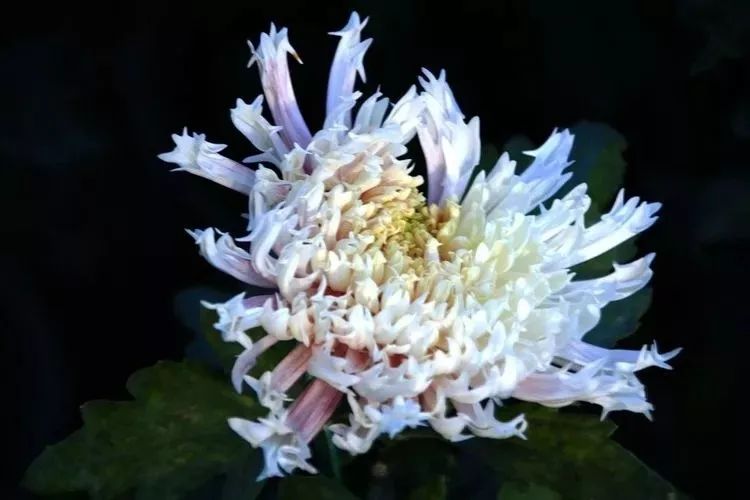 花中四君子菊花国画用笔,花中四君子菊花高清图片