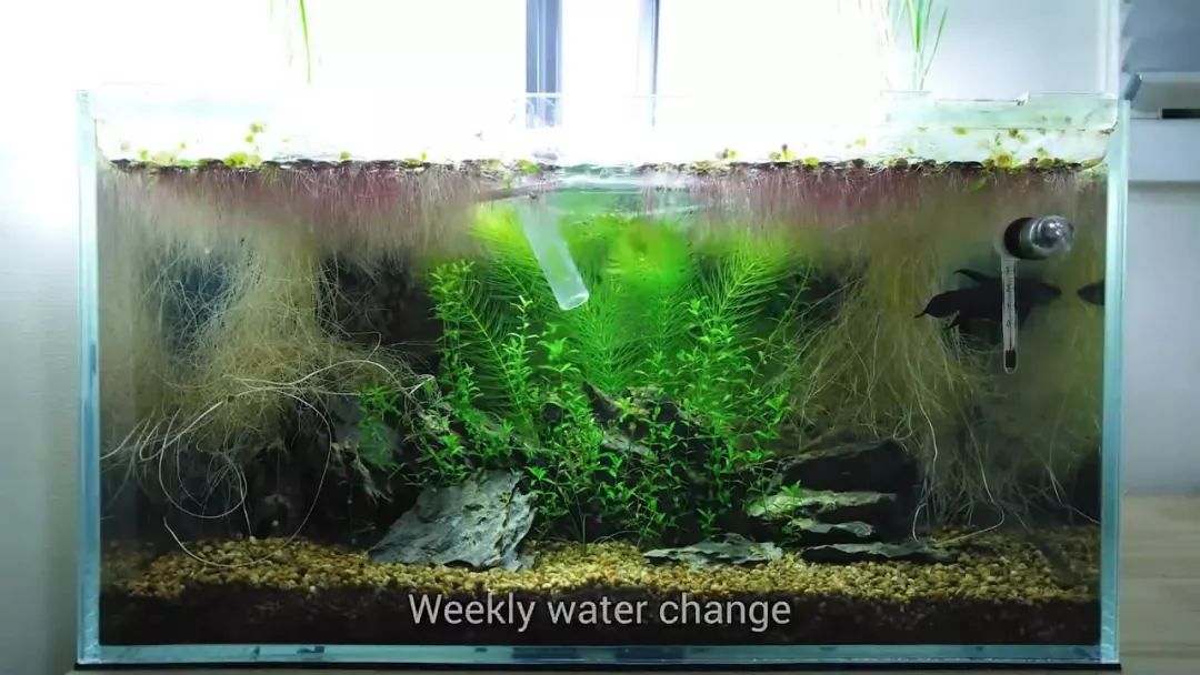 我穷到连最简单的过滤器都买不起，干脆就开了个三无草缸！