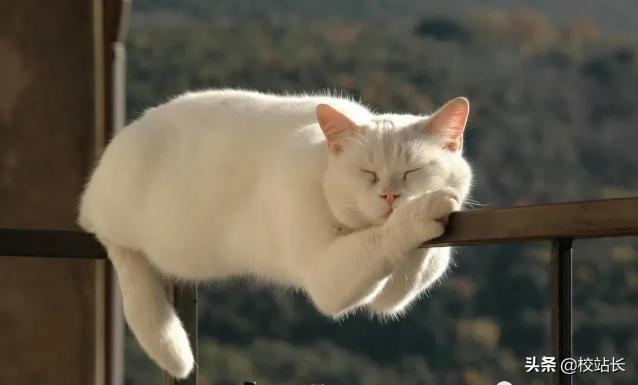 可爱治愈系猫咪图片,治愈猫咪照片橘猫