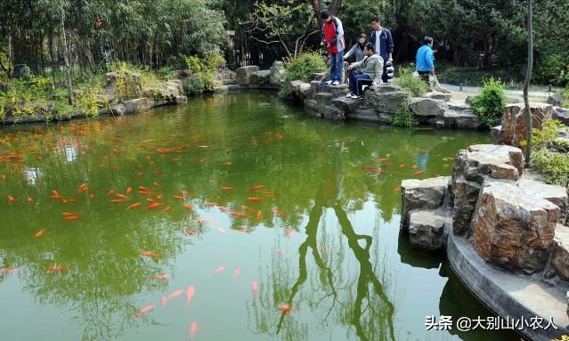 烫嘴的锦鲤：可活200岁，八旬老人为之翻墙，却因颜值决定生死