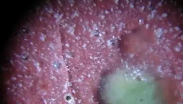 宋元明清瓷器釉下普遍出现气泡，原来是这个原因