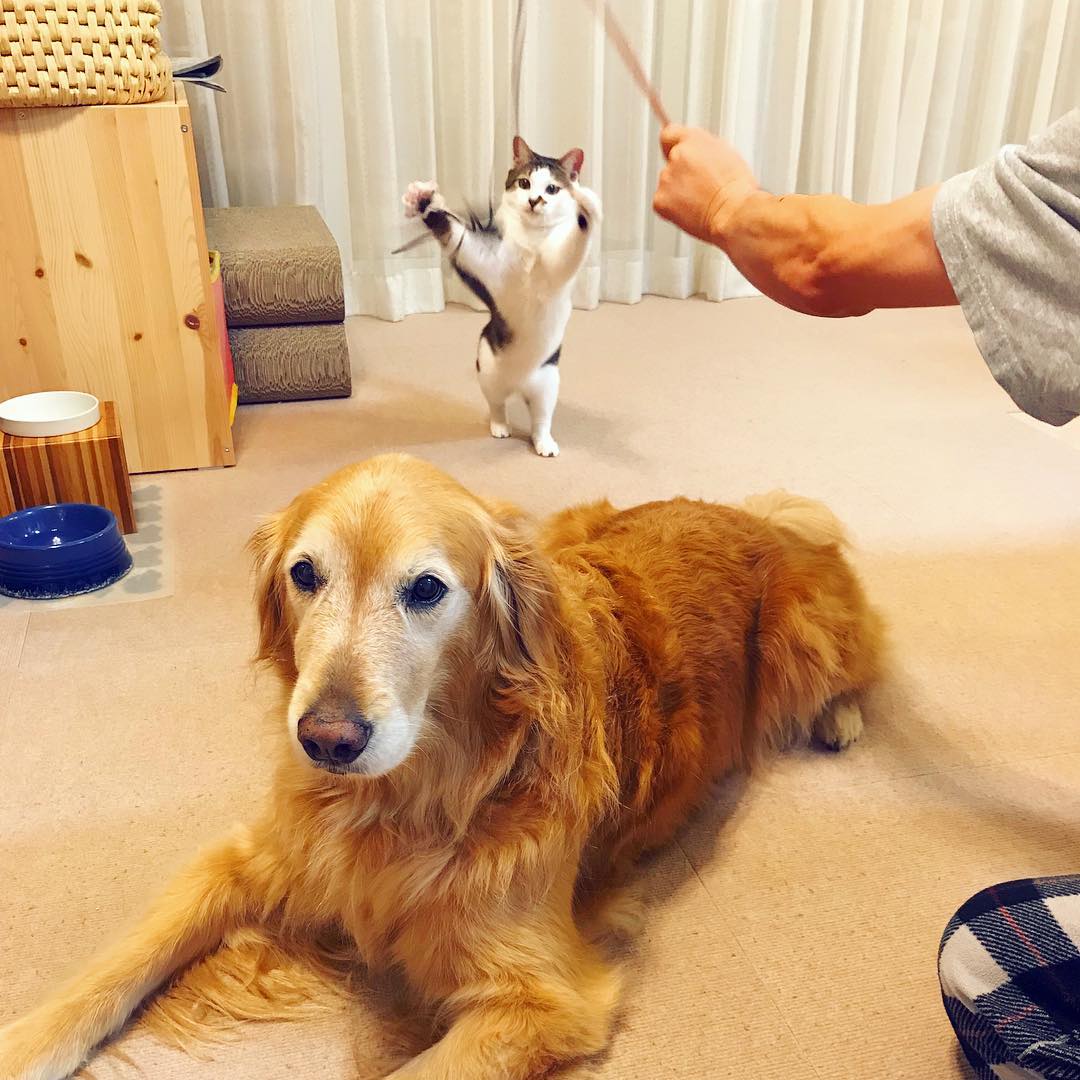 女人养猫有忌讳吗需要注意什么,正月养猫有什么讲究和忌讳