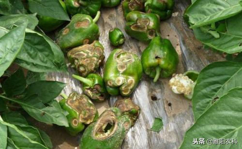 推荐几个超实用的优秀杀菌剂配方,十大最好农用杀菌剂