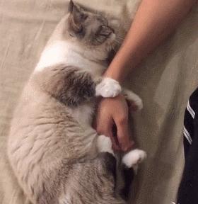 猫癣传染人如何才能治好,猫癣怎么治才不会复发