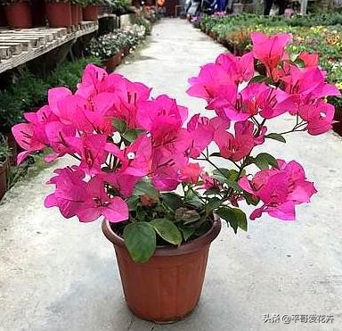 养花日常推荐植物盆栽,盆栽植物室内大号