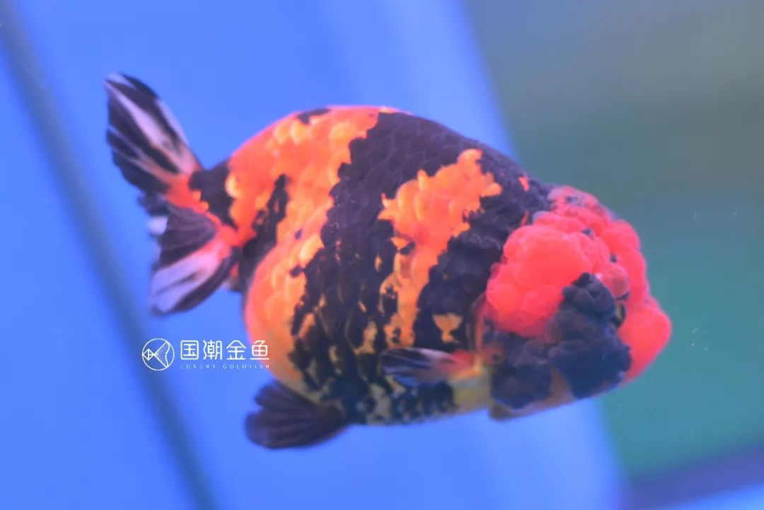 中国金鱼历史简介,中国金鱼鉴赏与文化