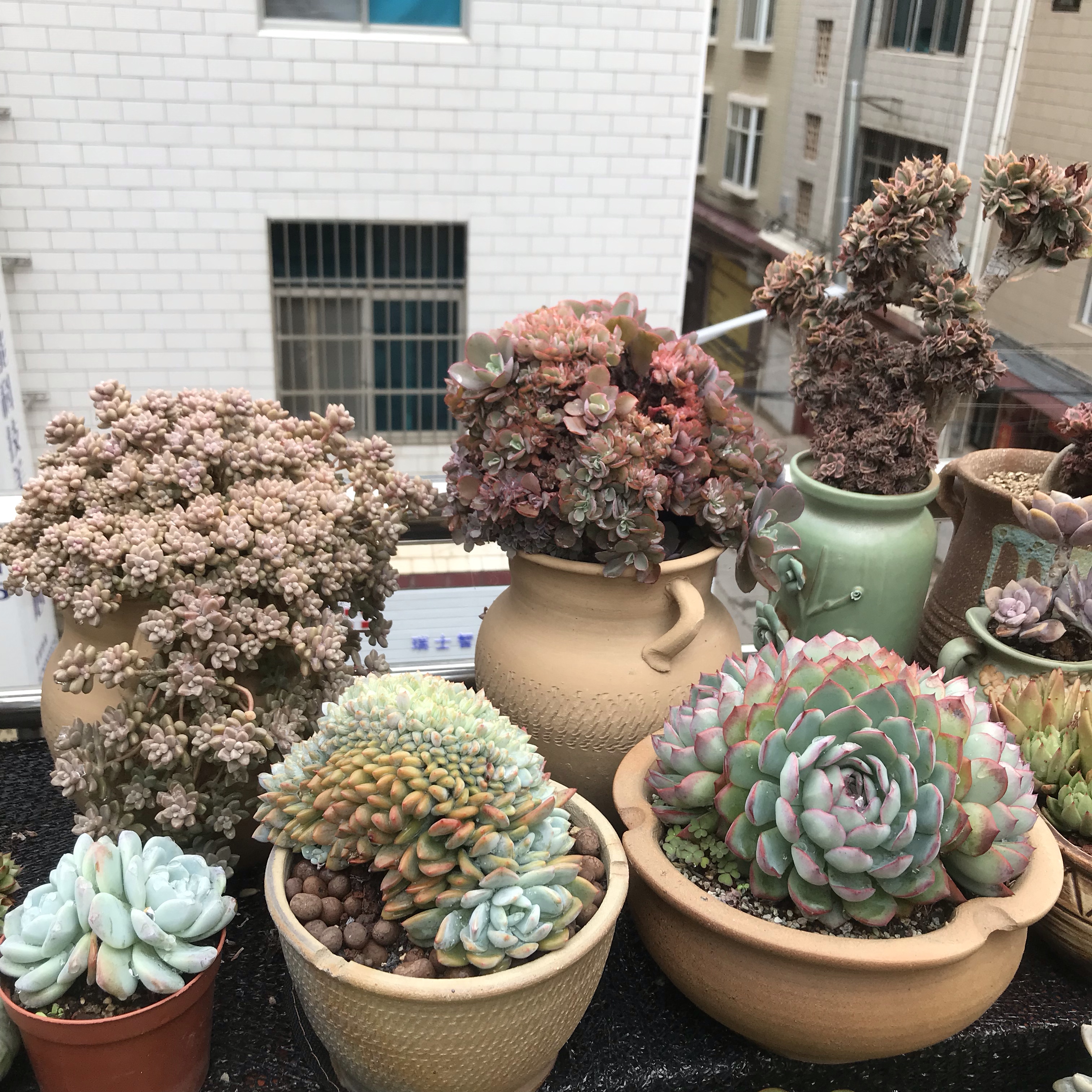 多肉叶片干瘪掉落怎么回事,多肉叶片长出一圈多肉该怎么办