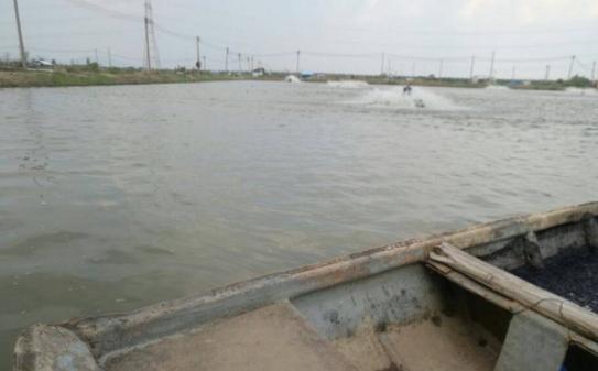 消毒水对观赏鱼有什么影响,海鲈换季游水