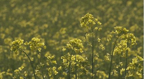一个不出郑州的踏青好去处,天津春游公园推荐