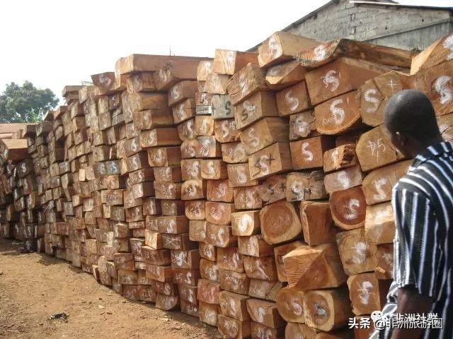 想做非洲木材市场，你得先认识它们