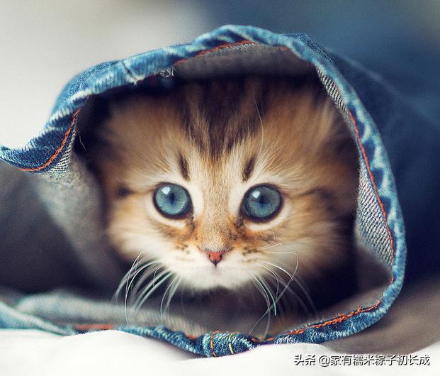 购买一只宠物猫购买前的选择过程,购买猫咪一般在网上哪里卖