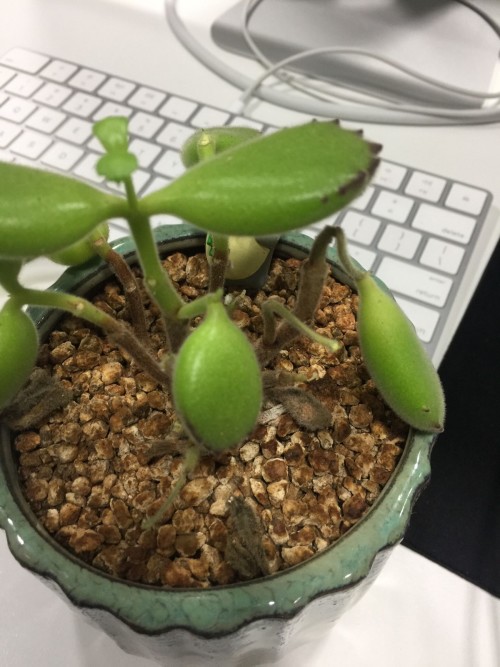 多肉熊童子叶片上落灰尘如何处理,多肉熊童子夜晚零下3度会冻伤吗