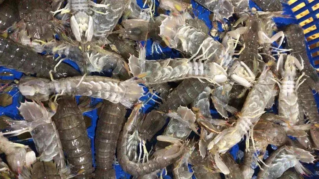 皮皮虾什么季节吃最好吃,吃货们吃皮皮虾的季节到了