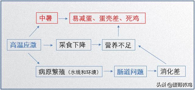 养鸡怎么防止鸡群热,夏天养鸡防热应激