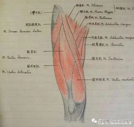 从复旦到川大，四所医科大学的学生课堂笔记：医学生有多不容易？