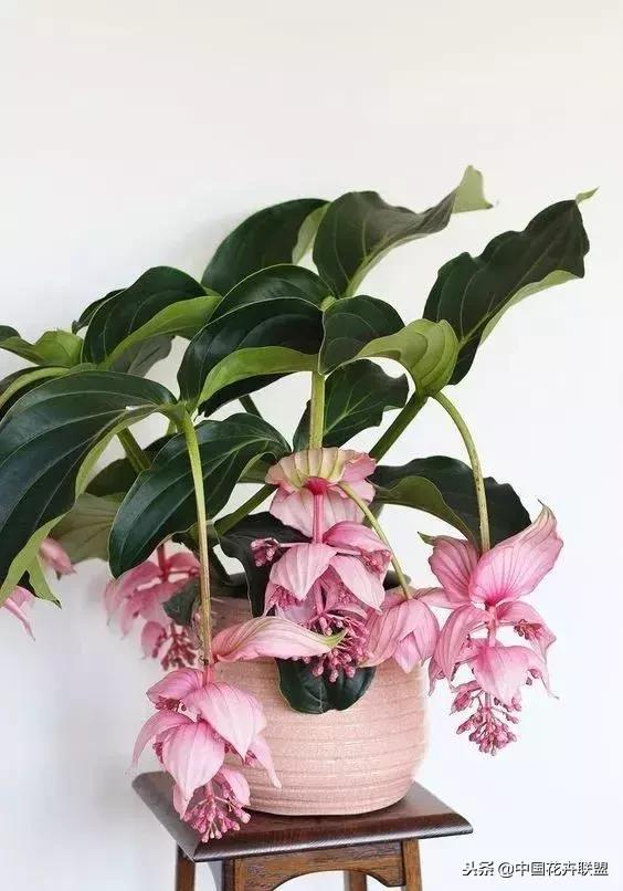 打翻了调色盘的花,打翻了调色盘的美景