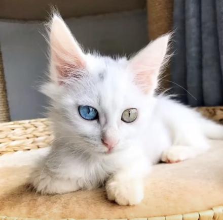 小猫被主人丢弃却被路人打了,小猫幼崽被遗弃后续