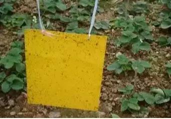 蓟马螨虫红蜘蛛蚜虫,四季豆蓟马红蜘蛛蚜虫要打什么药