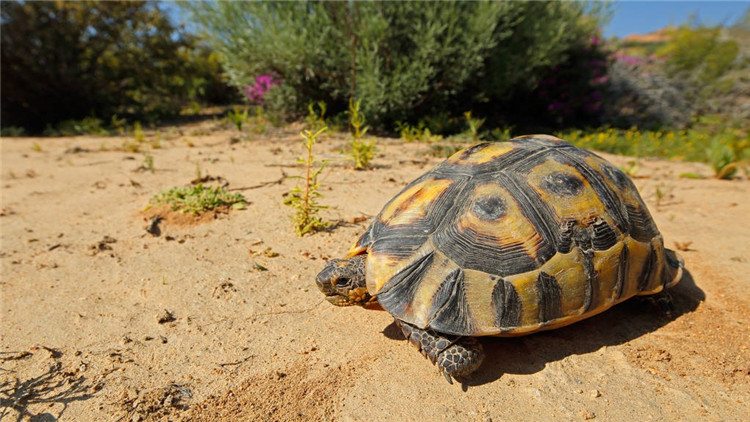 天气冷乌龟不吃食,乌龟不开口吃食怎么办