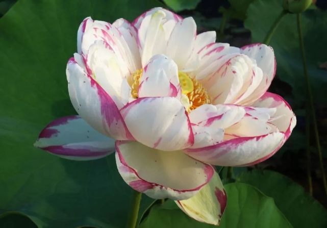 今天分享几十种荷花品种图鉴,荷花品种大全及名称图片