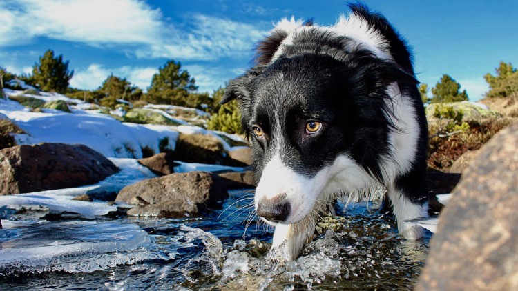 不能给狗吃的六种水果,不适合狗狗吃的菜