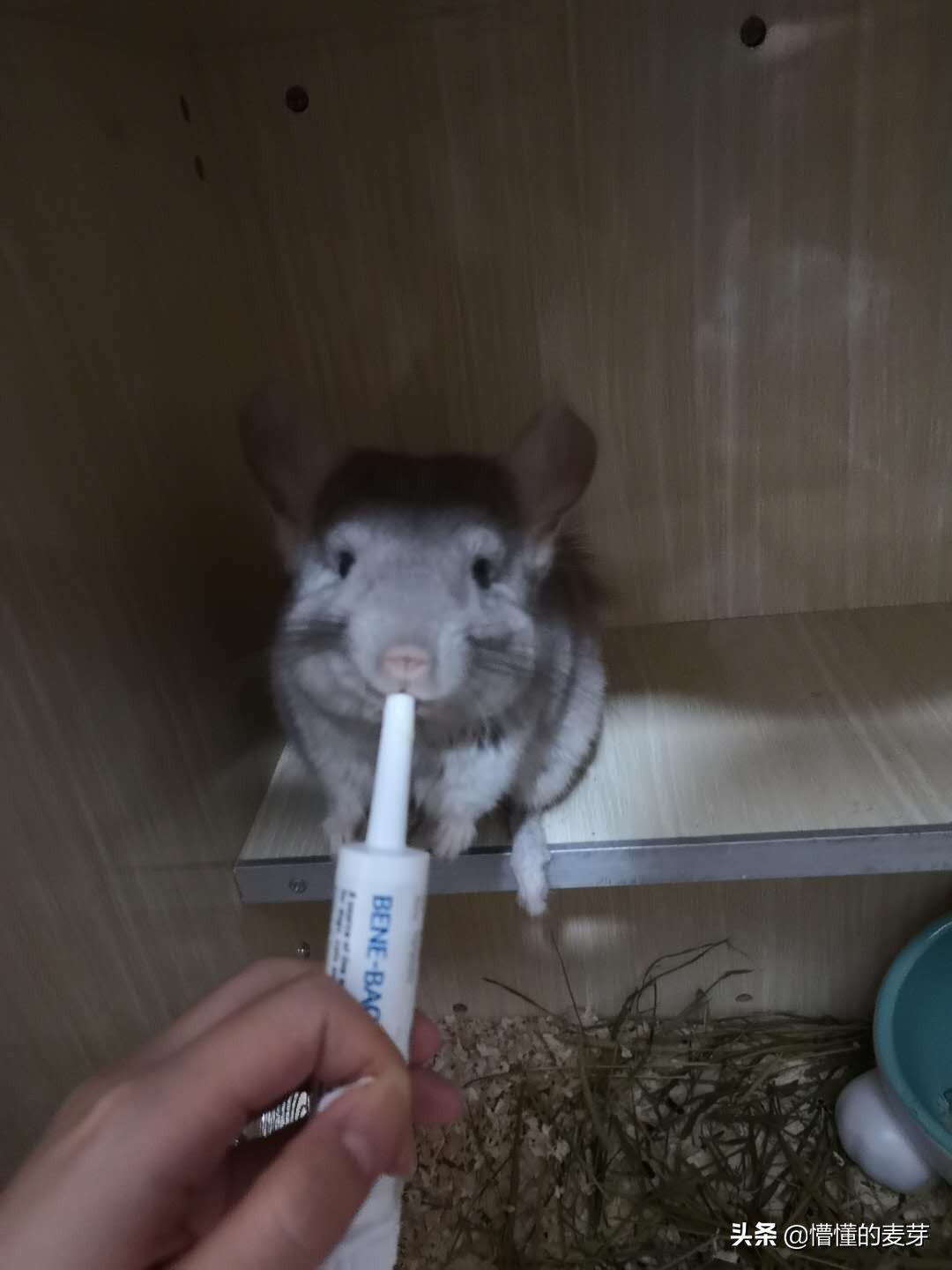 龙猫训练方法和注意事项,龙猫要准备哪些用品