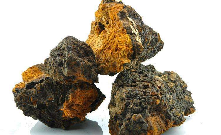 俄罗斯人桦树茸,俄罗斯天然桦树茸菌