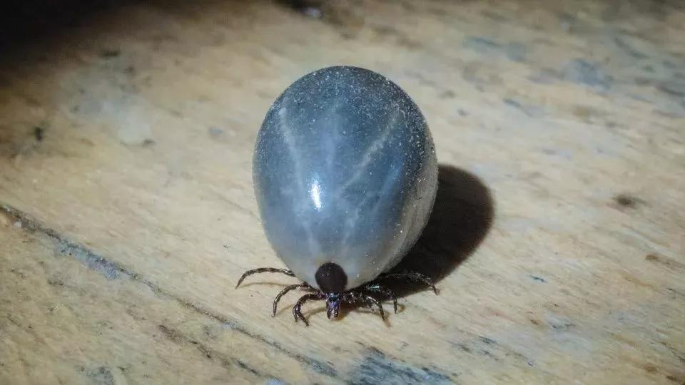 狗子偷偷亲我的第N次,难道不是真爱吗?