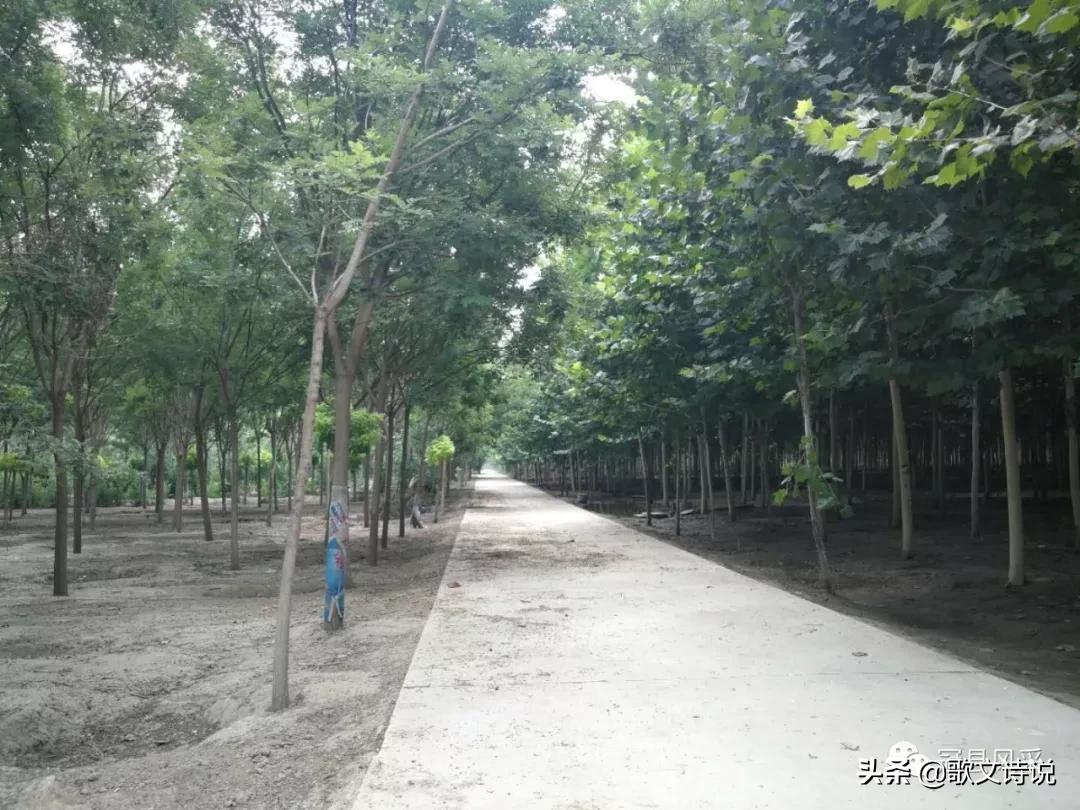 山东冠县精品苗木基地,冠县种植基地