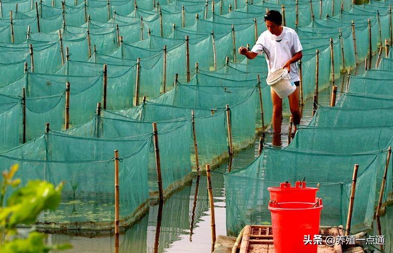 黄鳝养殖效益提升关键：损苗七原因排查经验总结