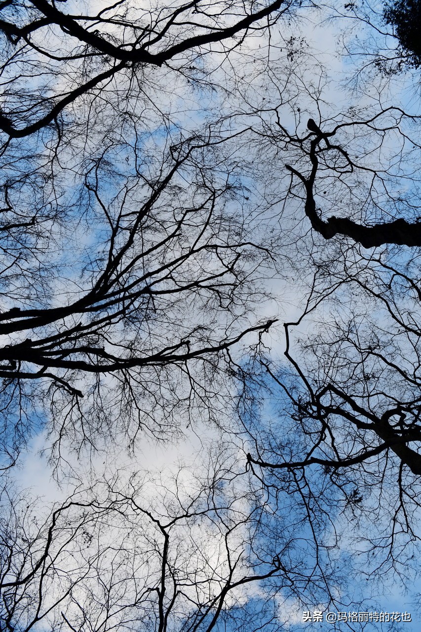 萁田森林公园和大阪的省钱之旅|行摄日本