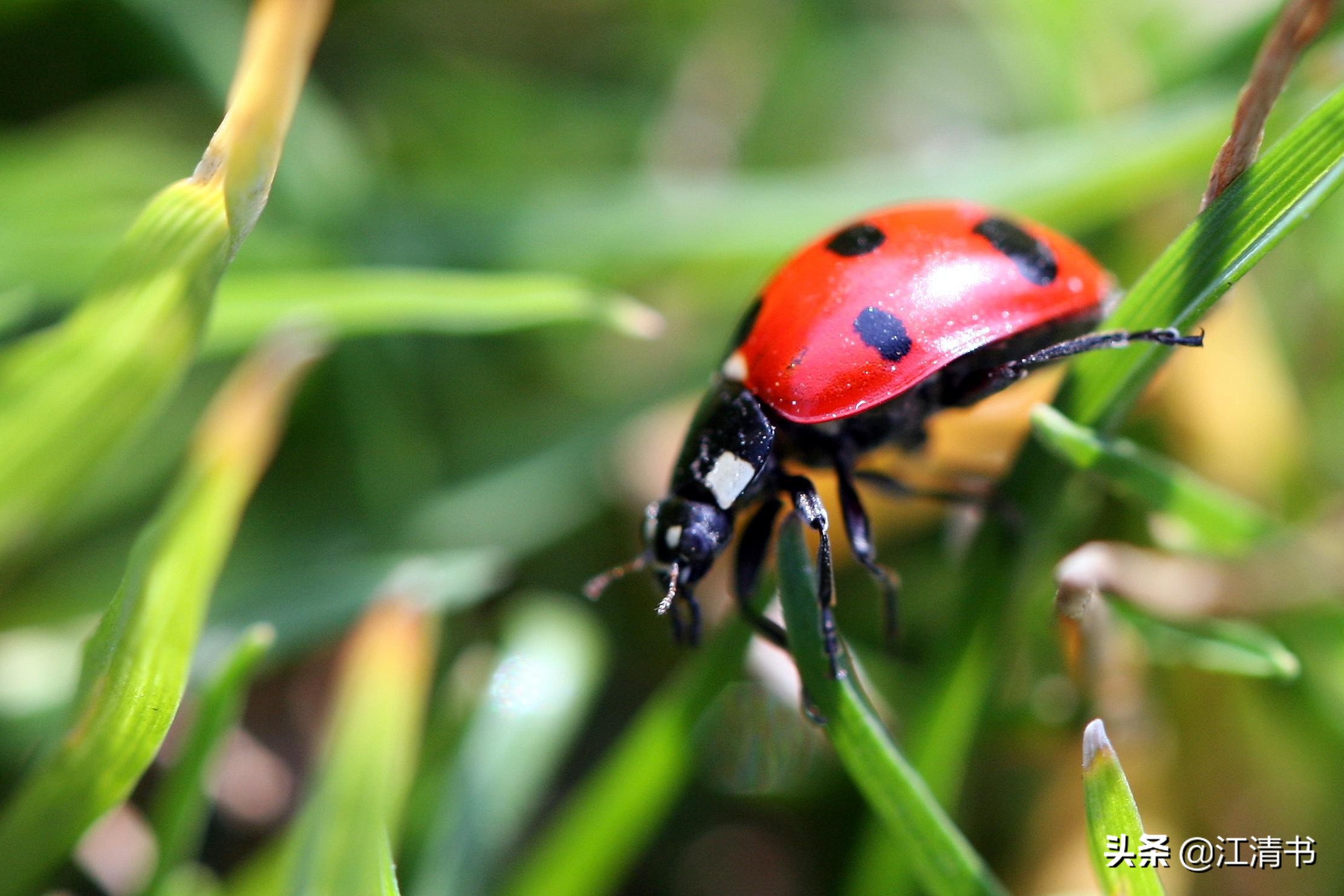 七星瓢虫能带来好运吗,七星瓢虫和二十四星瓢虫