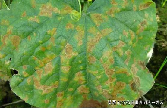 黄瓜细菌性叶枯病的发病规律,黄瓜靶斑病和叶枯病怎么区分