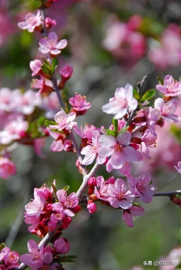 疆果新疆特产薄皮核桃,新疆的扁桃优良品种有