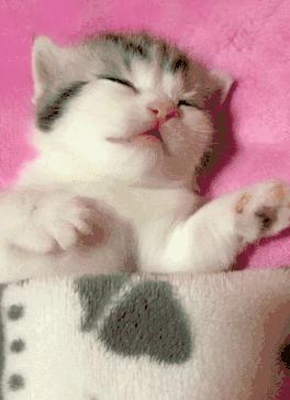 猫咪原来也会做梦,猫会做梦梦到主人吗