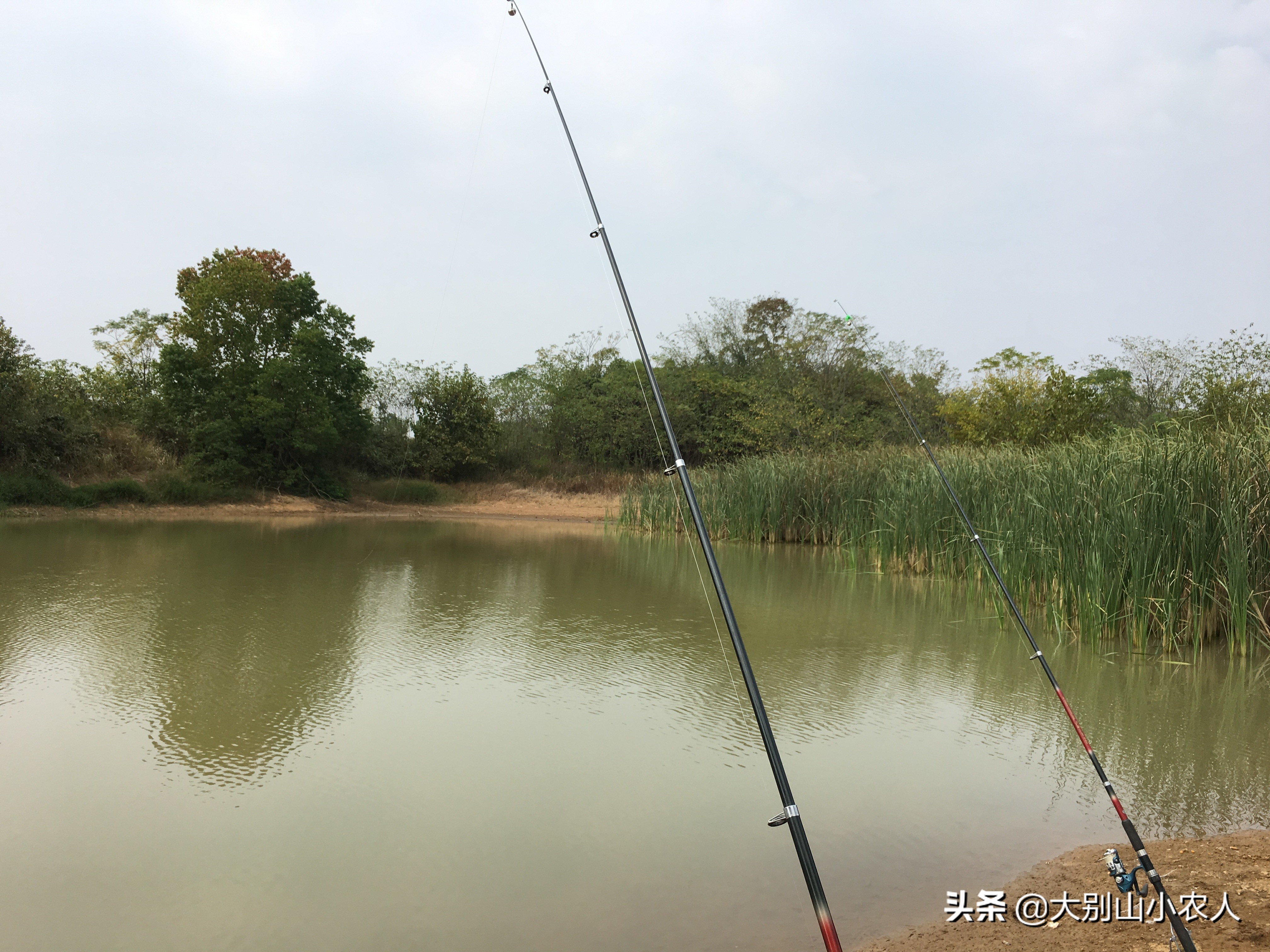 九九又重阳，串钩钓鱼忙。深度解析串钩钓法，让大板鲫带你一起飞