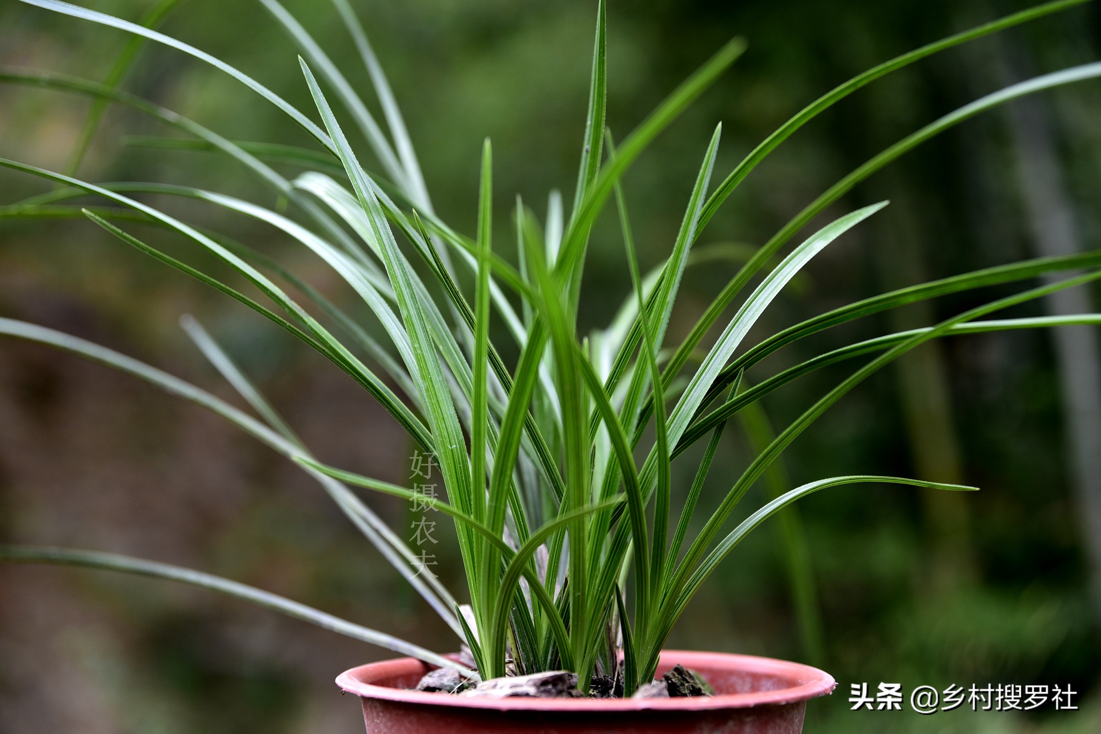 兰花最实用的肥料君子兰,兰花常用肥料有哪些