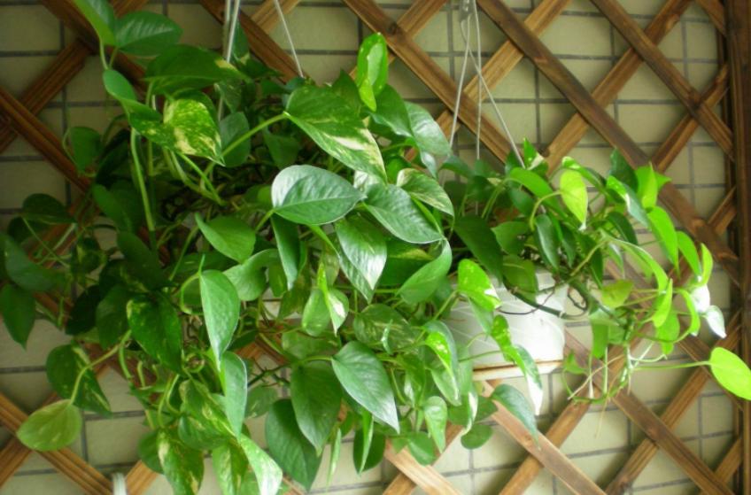 南方怎么养好绿萝花卉盆栽,绿萝大盆栽图片大全