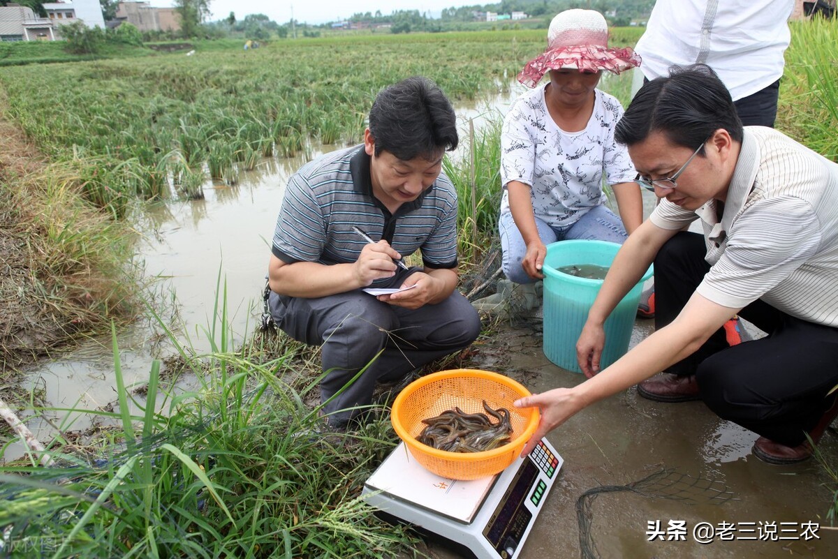 河北一小伙，租弃坑干起了这一行，带领20户农民致富，收入翻倍