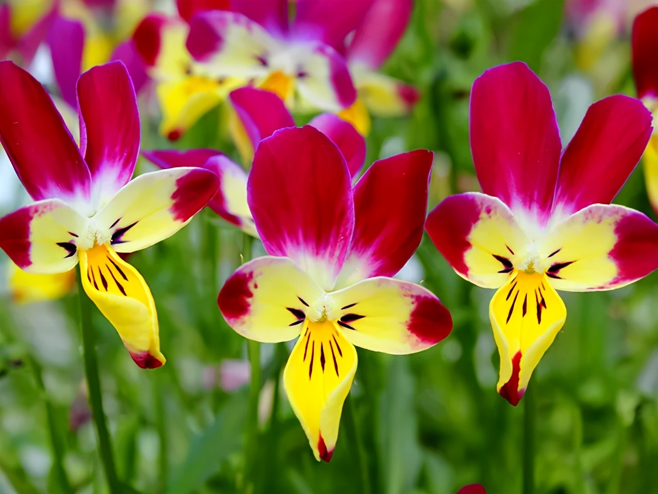 角堇和皱边角堇哪个花大,皱边角堇和穗边角堇的区别