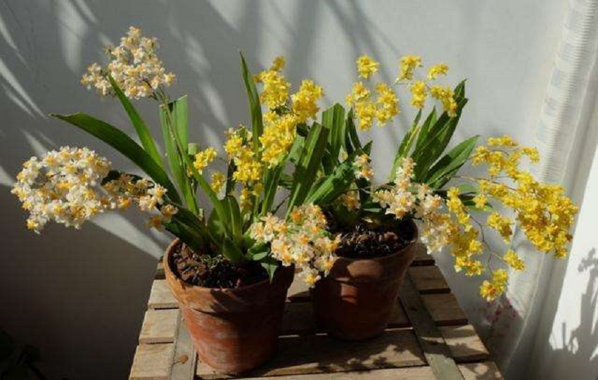 文心兰花形图片,好养易活兰花文心兰