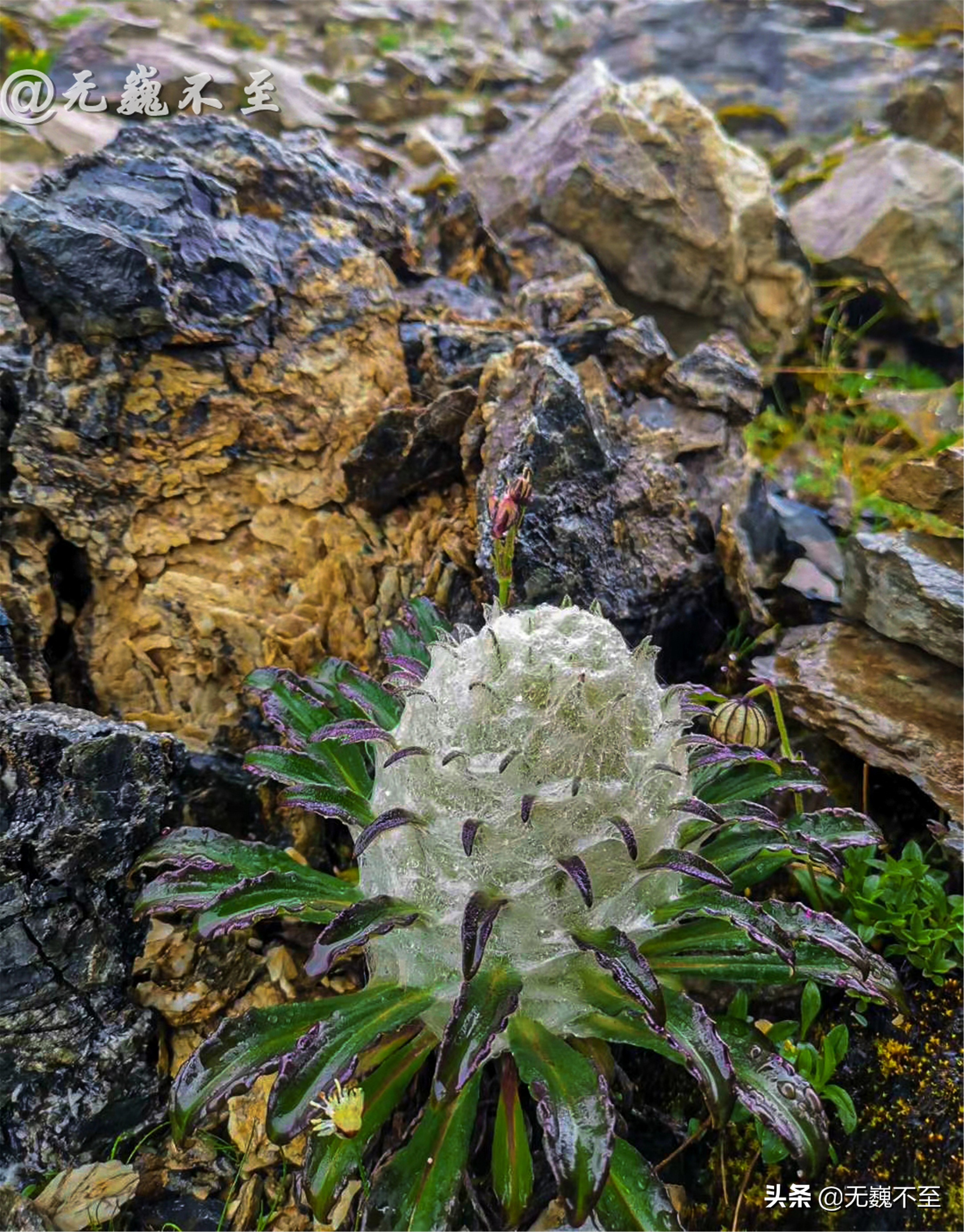 梅里北坡亚贡村，山美水美人更美，真正的香格里拉秘境