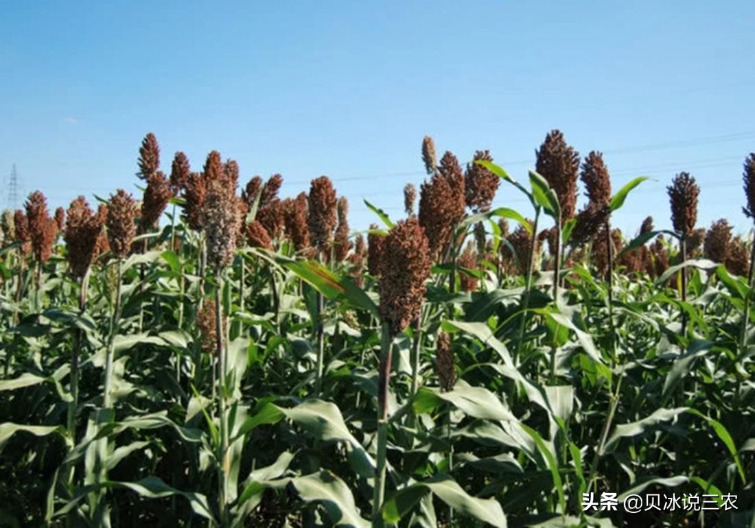 高粱栽培技术，关于播种前的种子处理，以及适时的播种知识