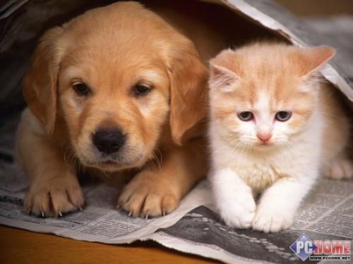 猫总是欺负狗狗怎么办,为什么家里的猫老爱欺负孩子