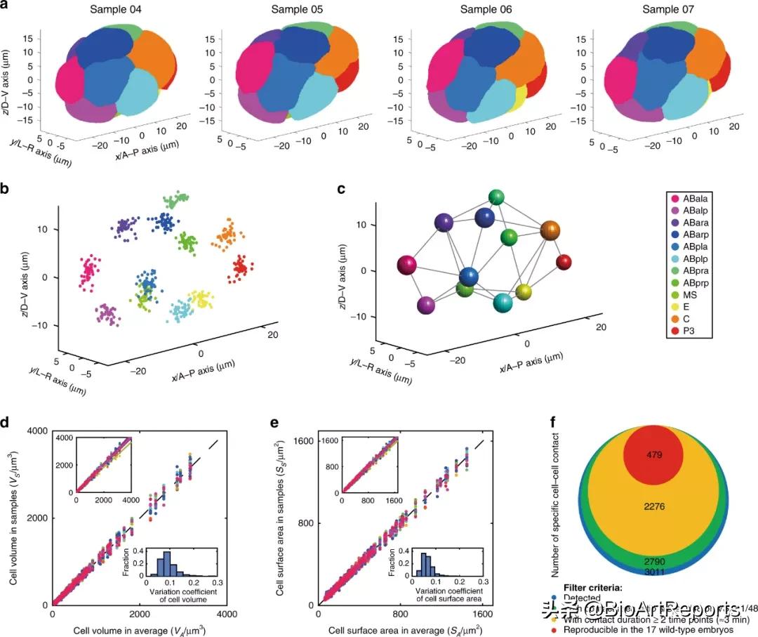 NatCommu|线虫胚胎发育的四维形态学图谱