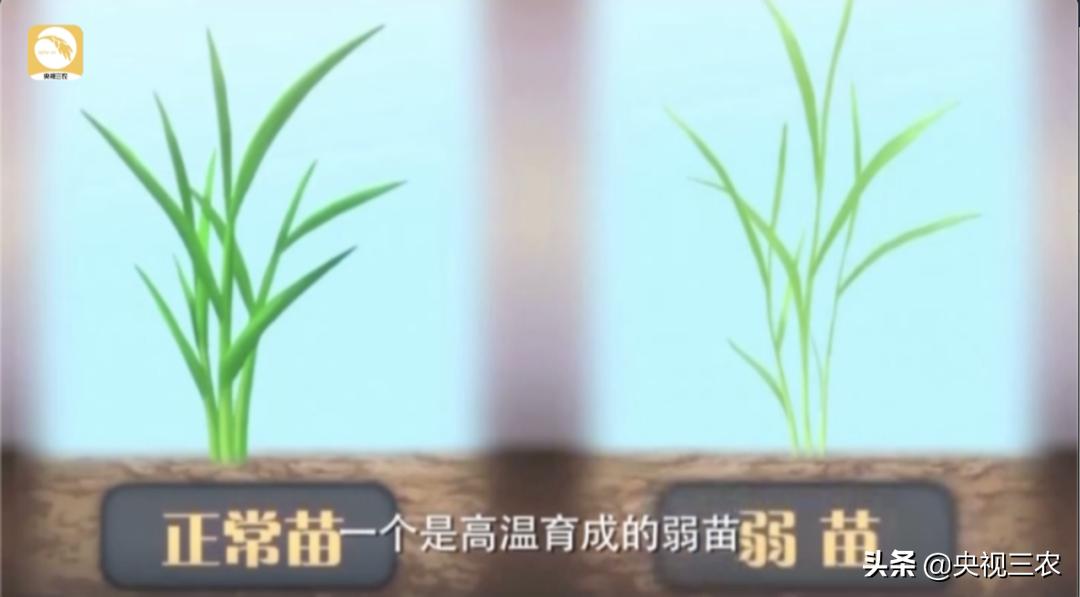 水稻倒伏怎么防止发芽,水稻可以用二甲四氯钠防止倒伏吗