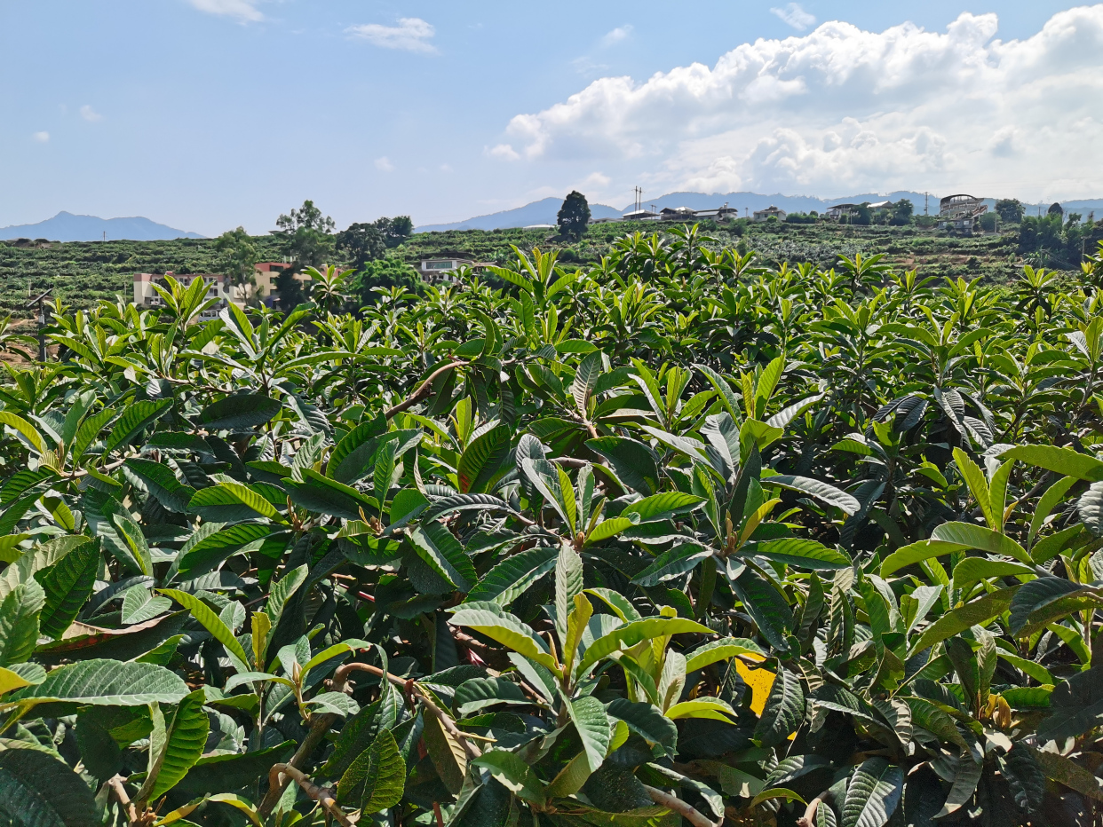 四川米易为什么很多人到这度假养老米易都有哪些好玩的地方？