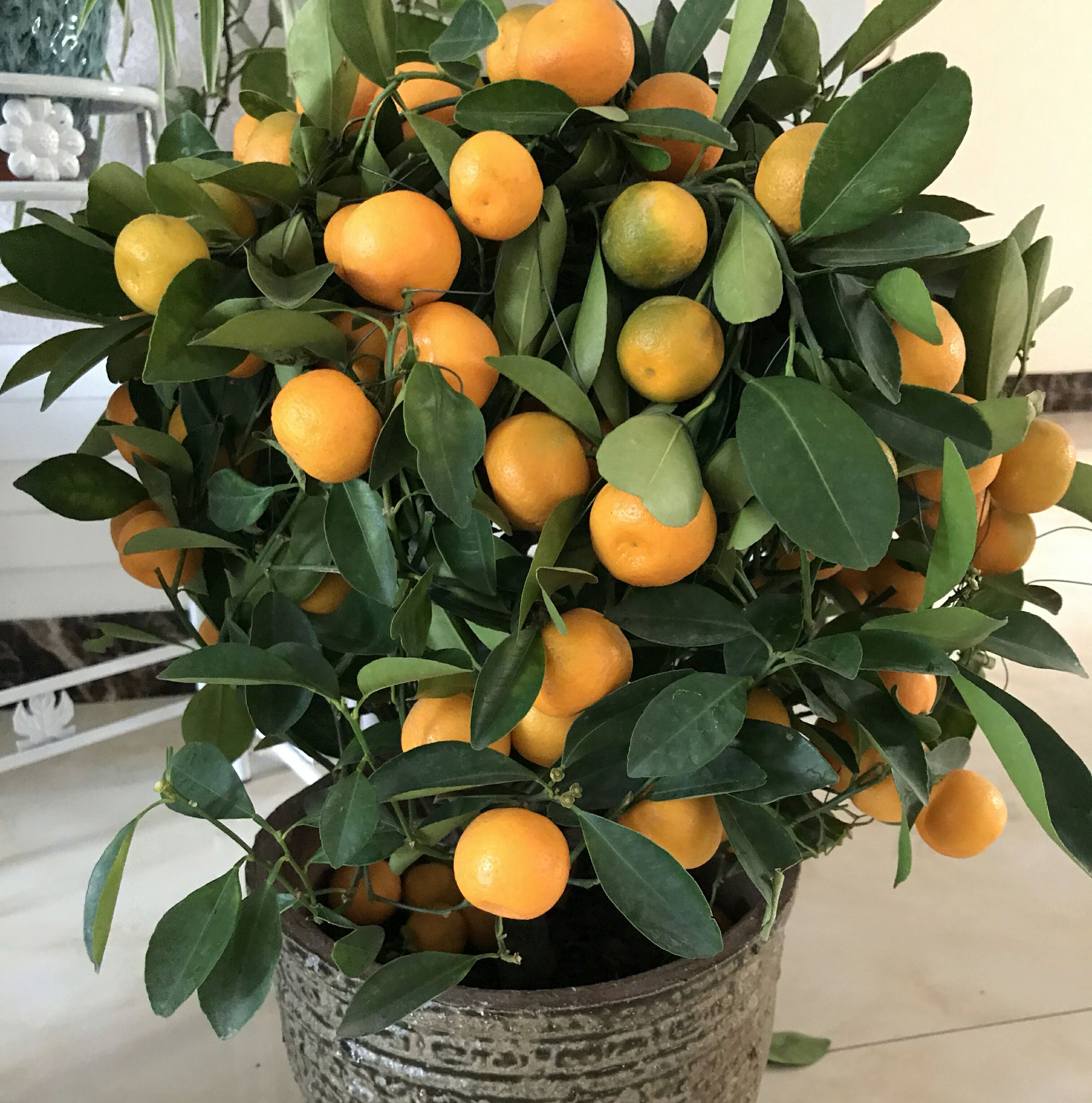 盆栽金桔掉叶是怎么回事,家庭盆栽金桔卷叶掉叶怎么回事