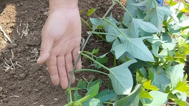 红薯怎么栽培才高产,红薯这样种才能大丰收