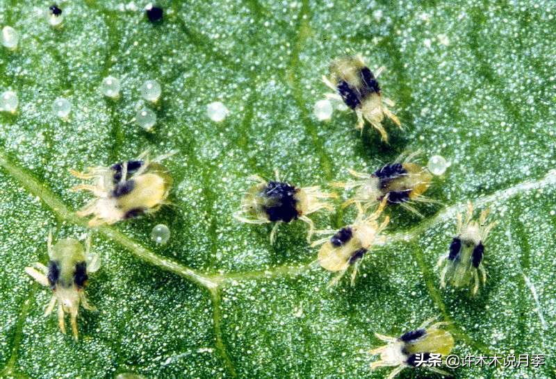 月季红蜘蛛紧急处理,月季红蜘蛛怎么预防